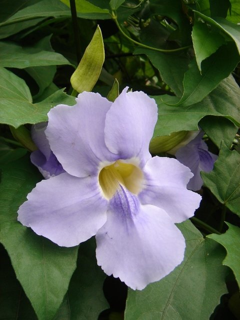 Thunbergia grandiflora